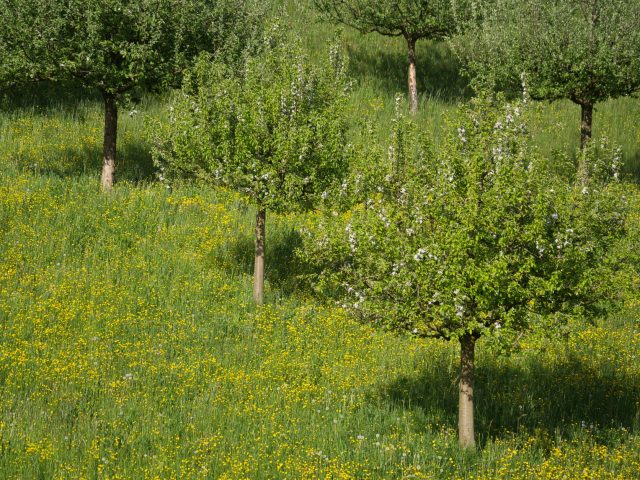 Dès le printemps, anticipez les allergies saisonnières pour un quotidien serein